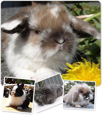Teddytassens Kaning�rd - Kaninuppf�dning