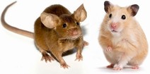 Hamster/Mus