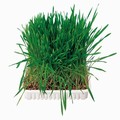 Friskt sm�djursgr�s �ret runt!