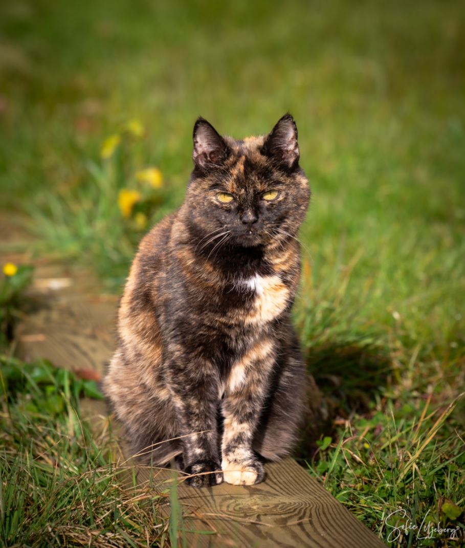 Katten Humlan