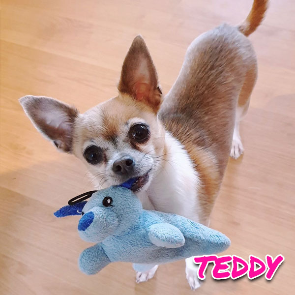 Chihuahuan Teddy