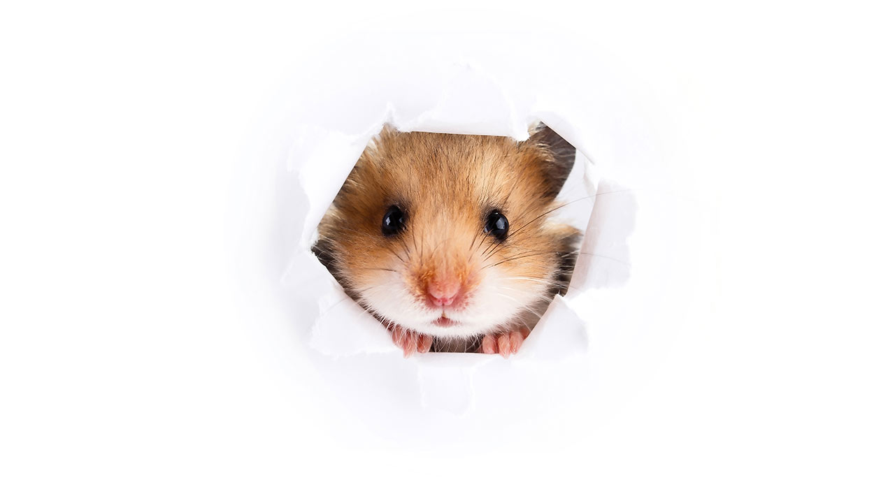 Hamsterpaket