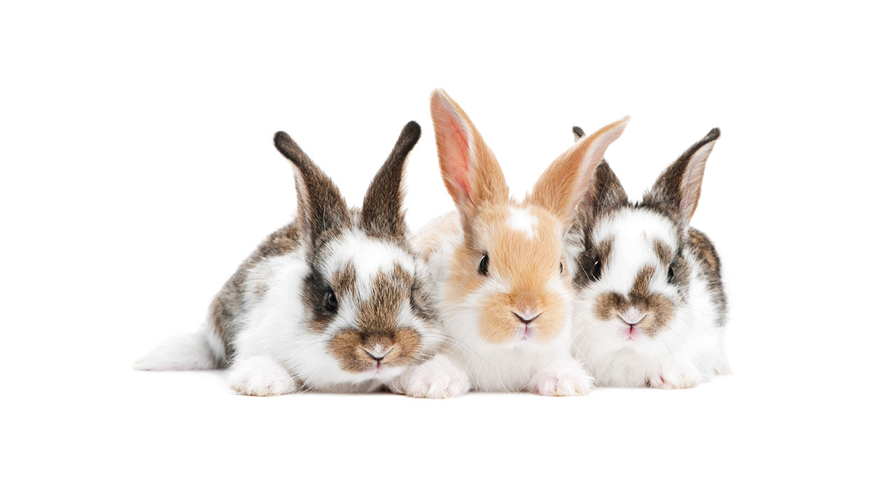 Tre kaniner