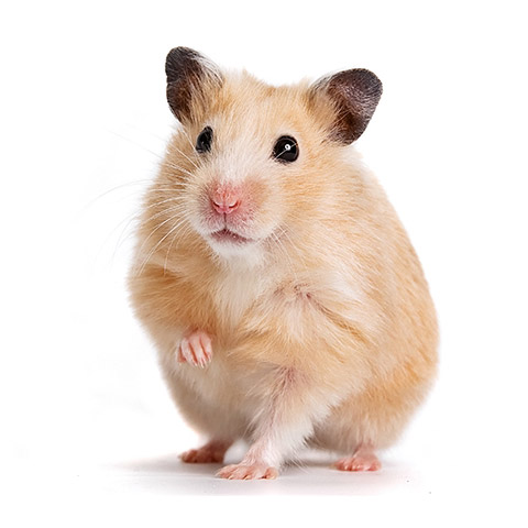 Djurpensionat för Hamster