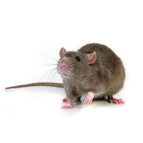 Pensionat för råttor