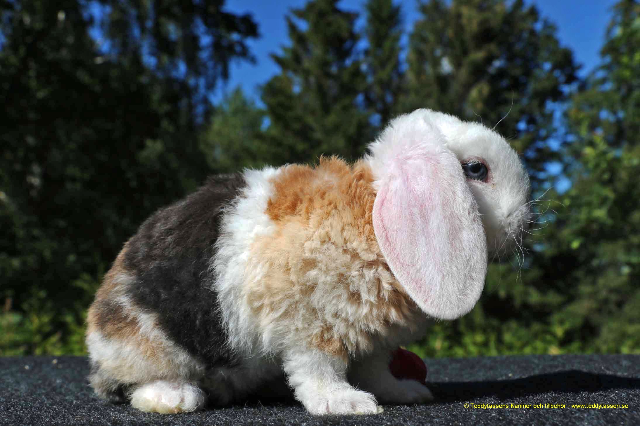 Teddytassens Humlan (Rexpälsad)