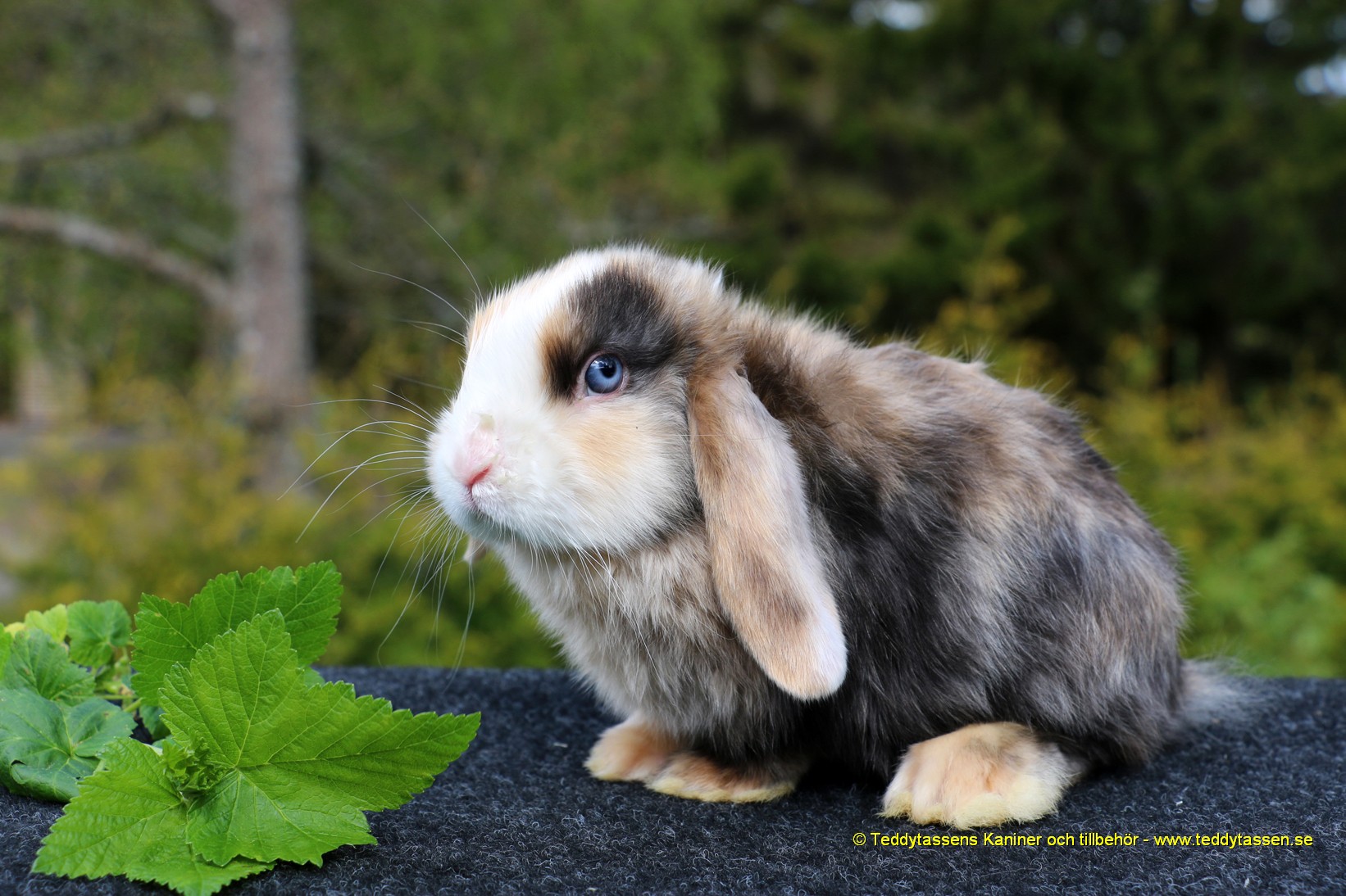 Teddytassens Othilia (Satin)