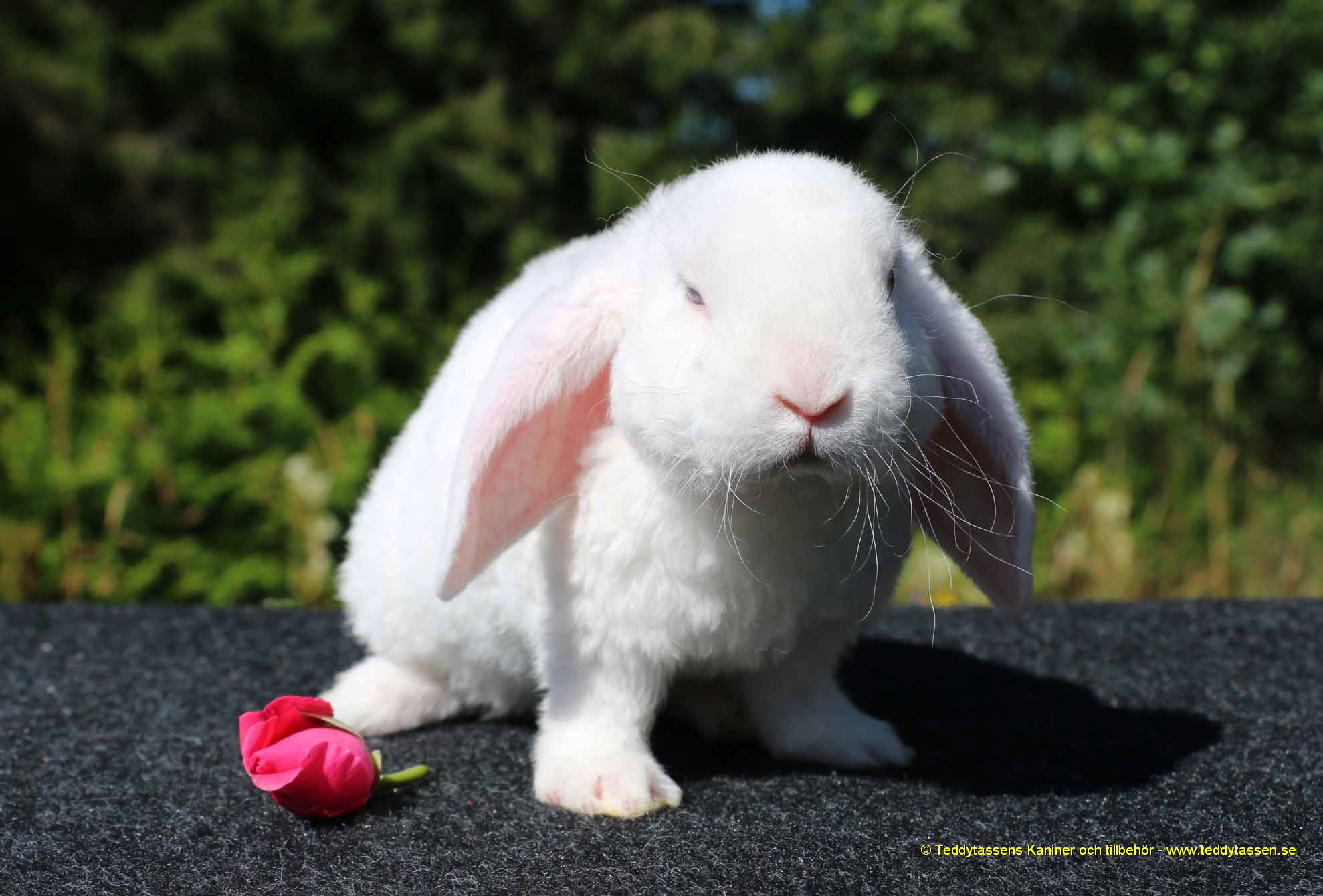 Teddytassens Peppe (Rexpälsad)