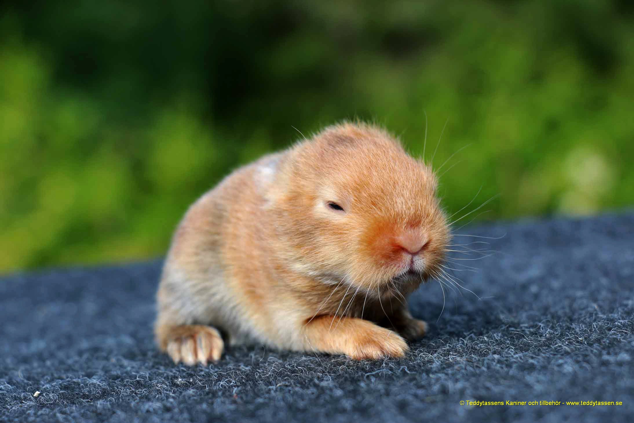 Teddytassens Piggelin (Satin, musörad)