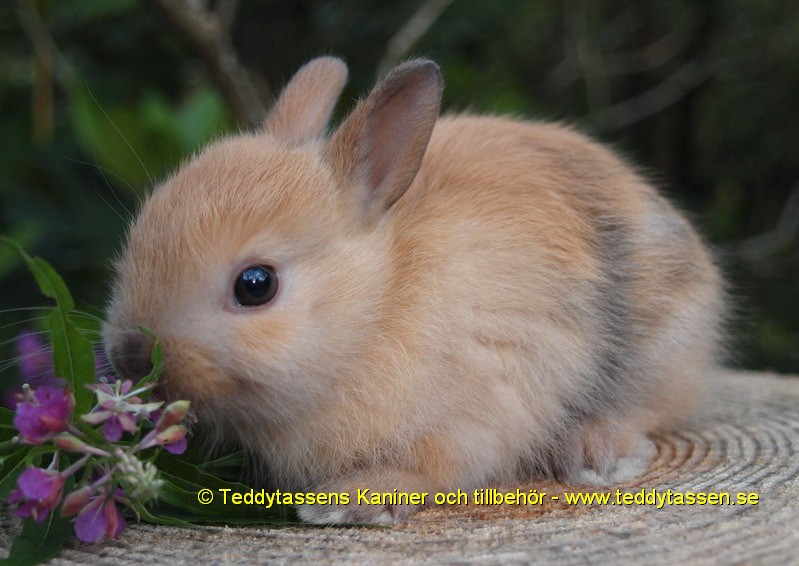 Teddytassens Crokodile