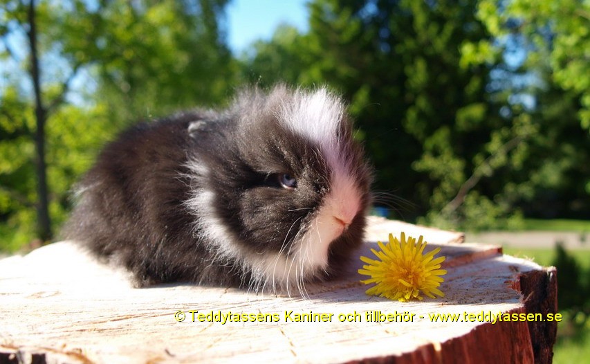 Teddytassens Dag