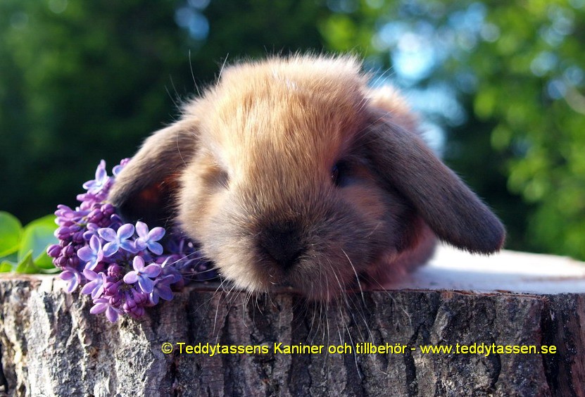 Teddytassens Dania