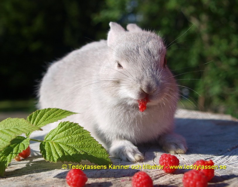 Teddytassens Dorothea