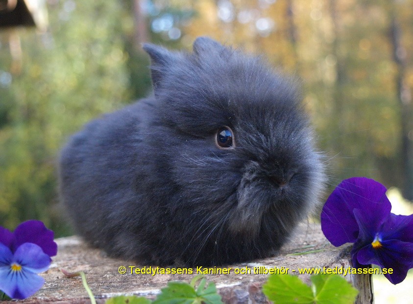 Teddytassens Fanny