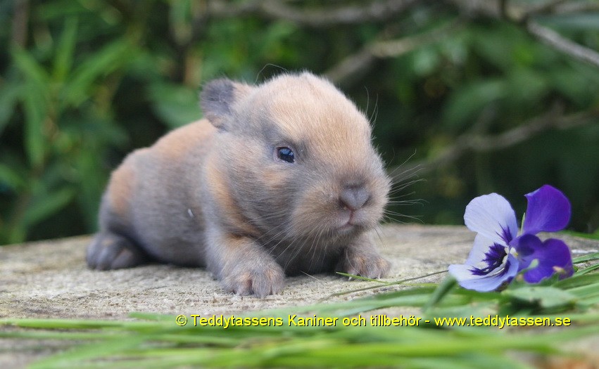 Teddytassens Folke