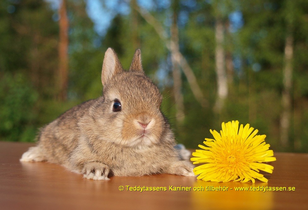 Teddytassens Gnuttan