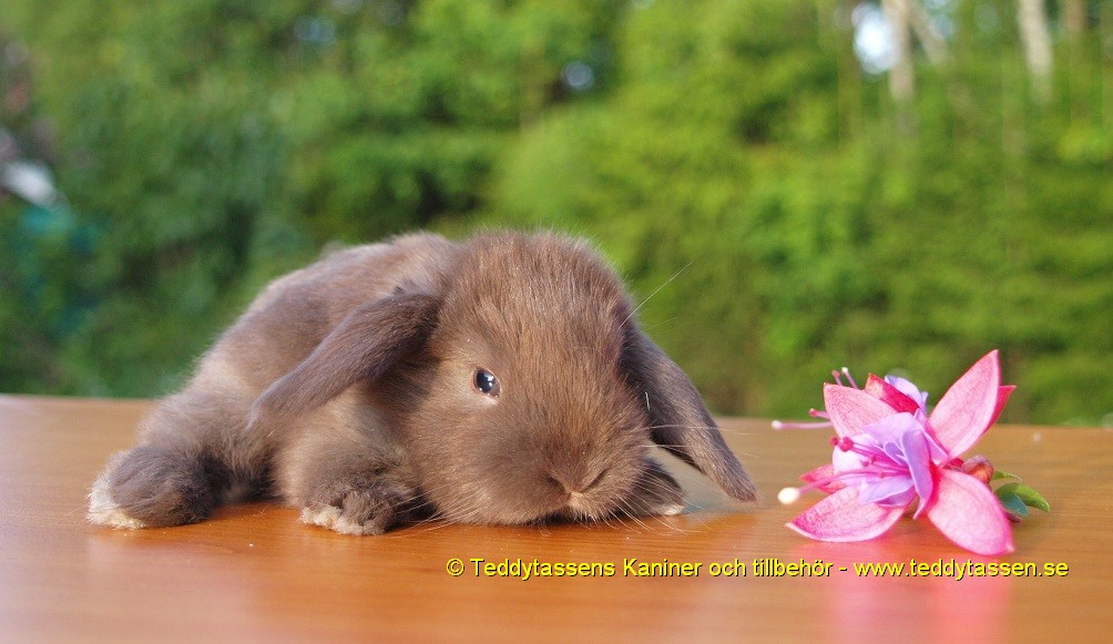 Teddytassens Hariette