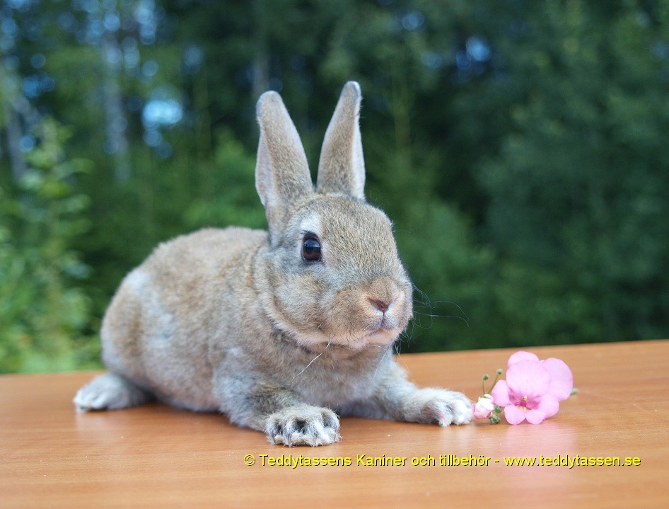 Teddytassens Irma