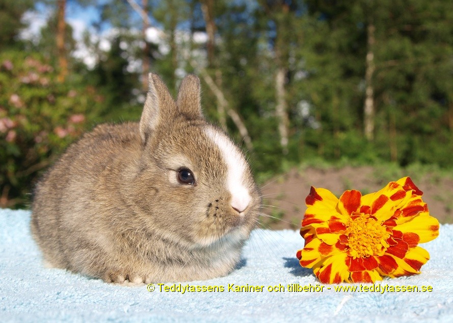 Teddytassens Klematis