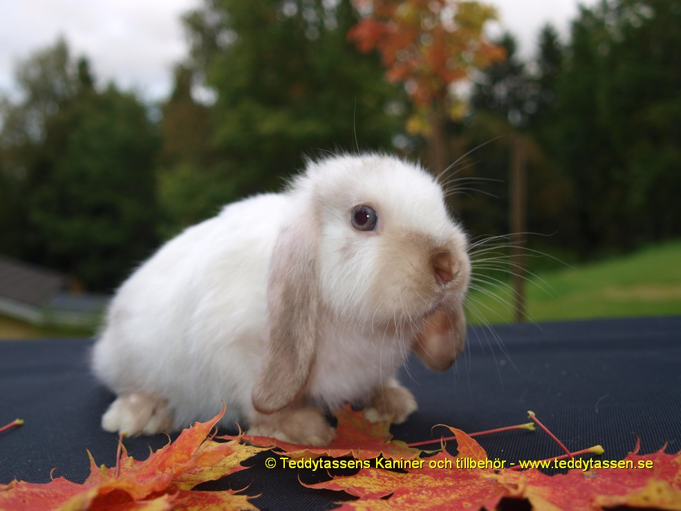 Teddytassens Matilda (Satinpälsad)