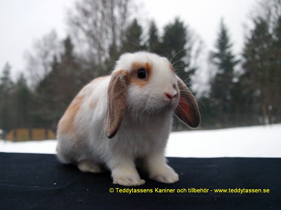 Teddytassens Mumin (Satinpälsad)