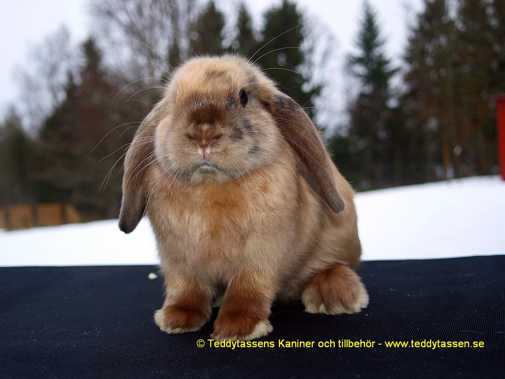 Teddytassens Måna (Satinpälsad)