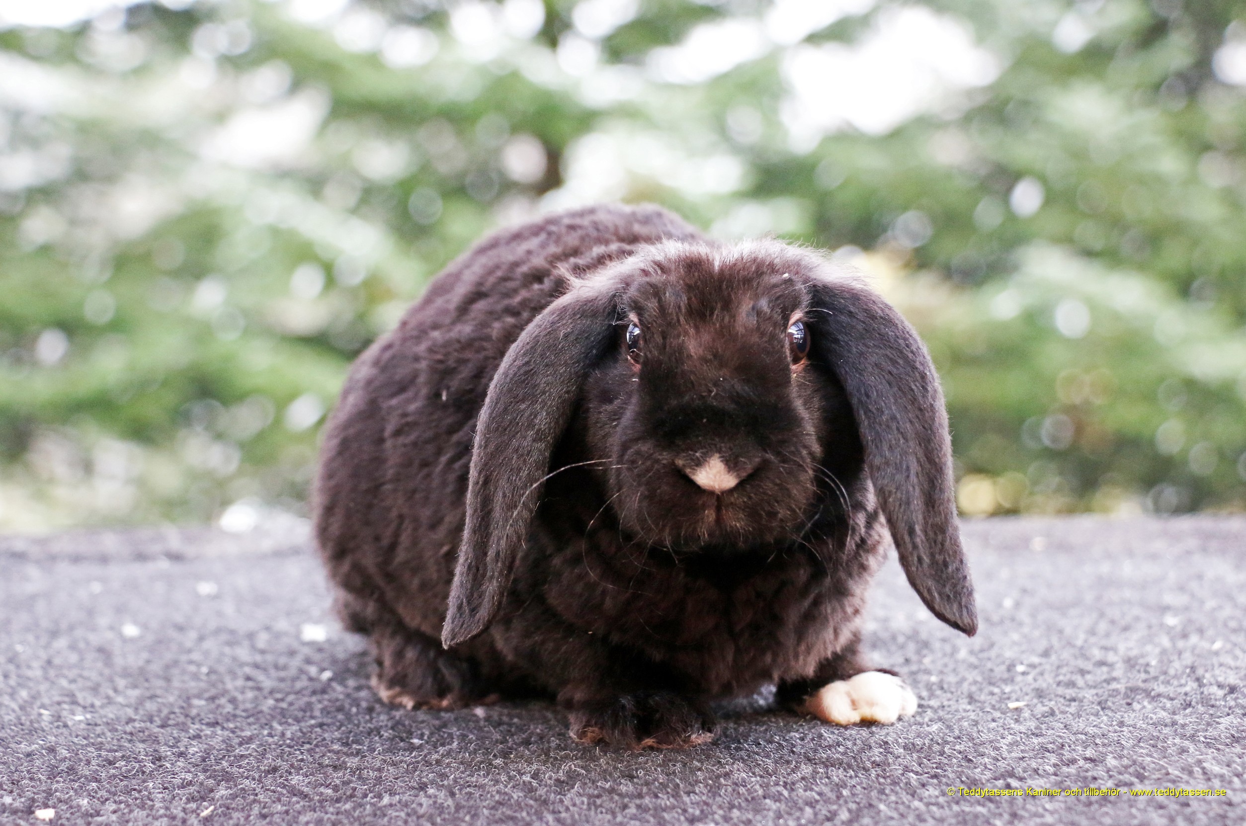 Teddytassens Oddelina (Rex)