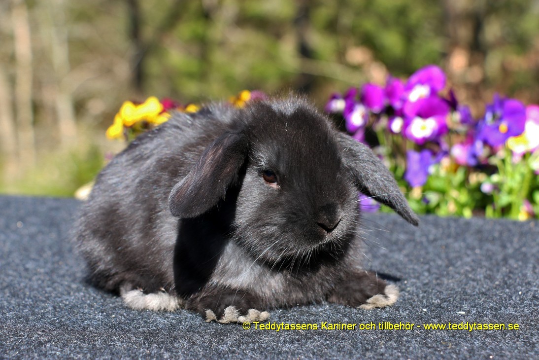 Teddytassens Ofelia (Satin)