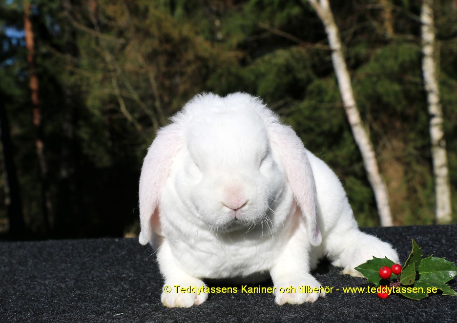 Teddytassens Olle Ved (Rexpälsad)