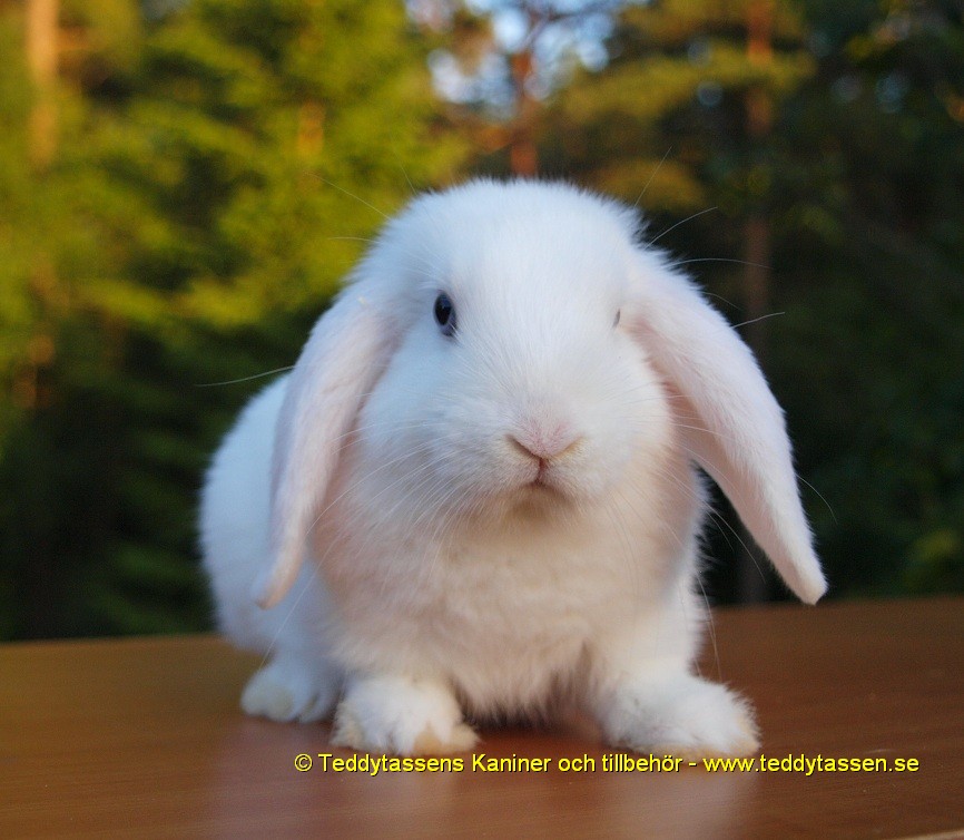 Teddytassens Gräddelinen