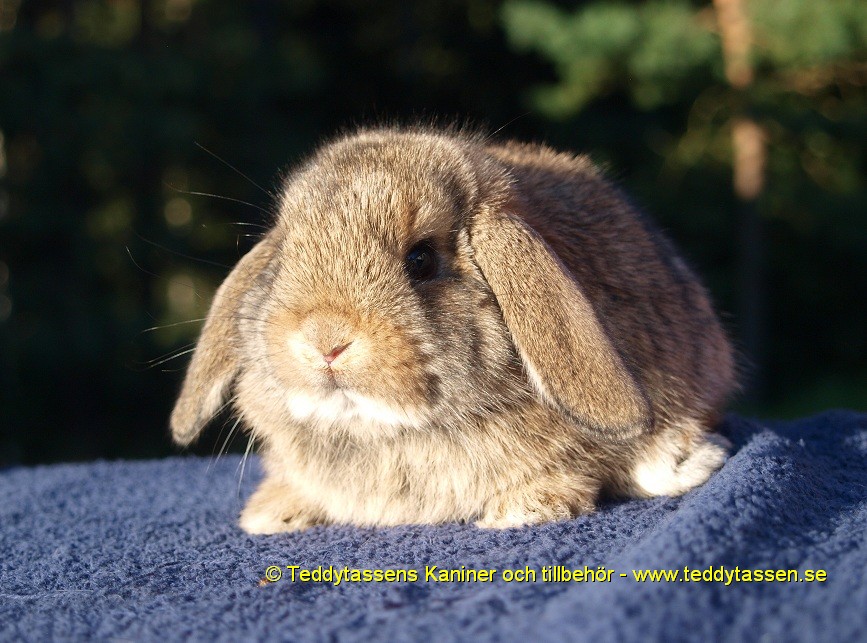 Teddytassens Kloke