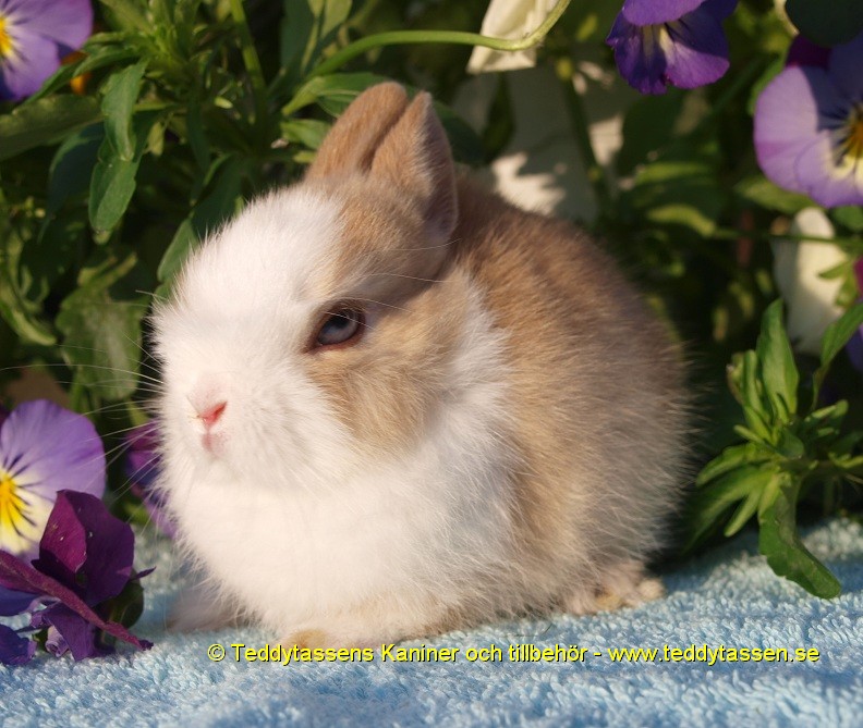 Teddytassens Clementin