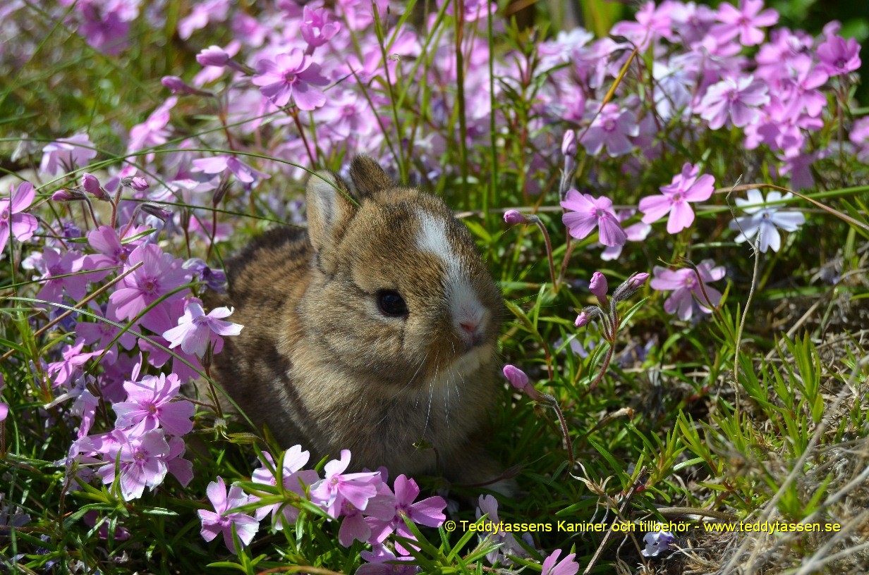 Teddytassens Viola