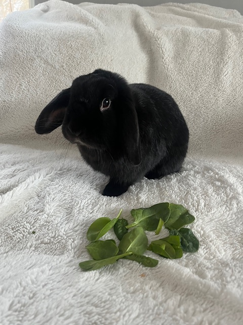 Bella