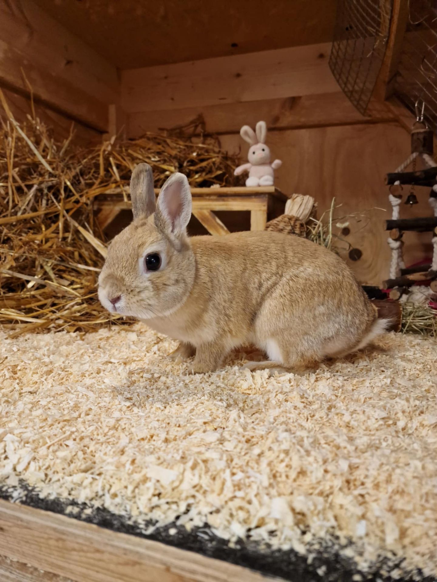 Bunny