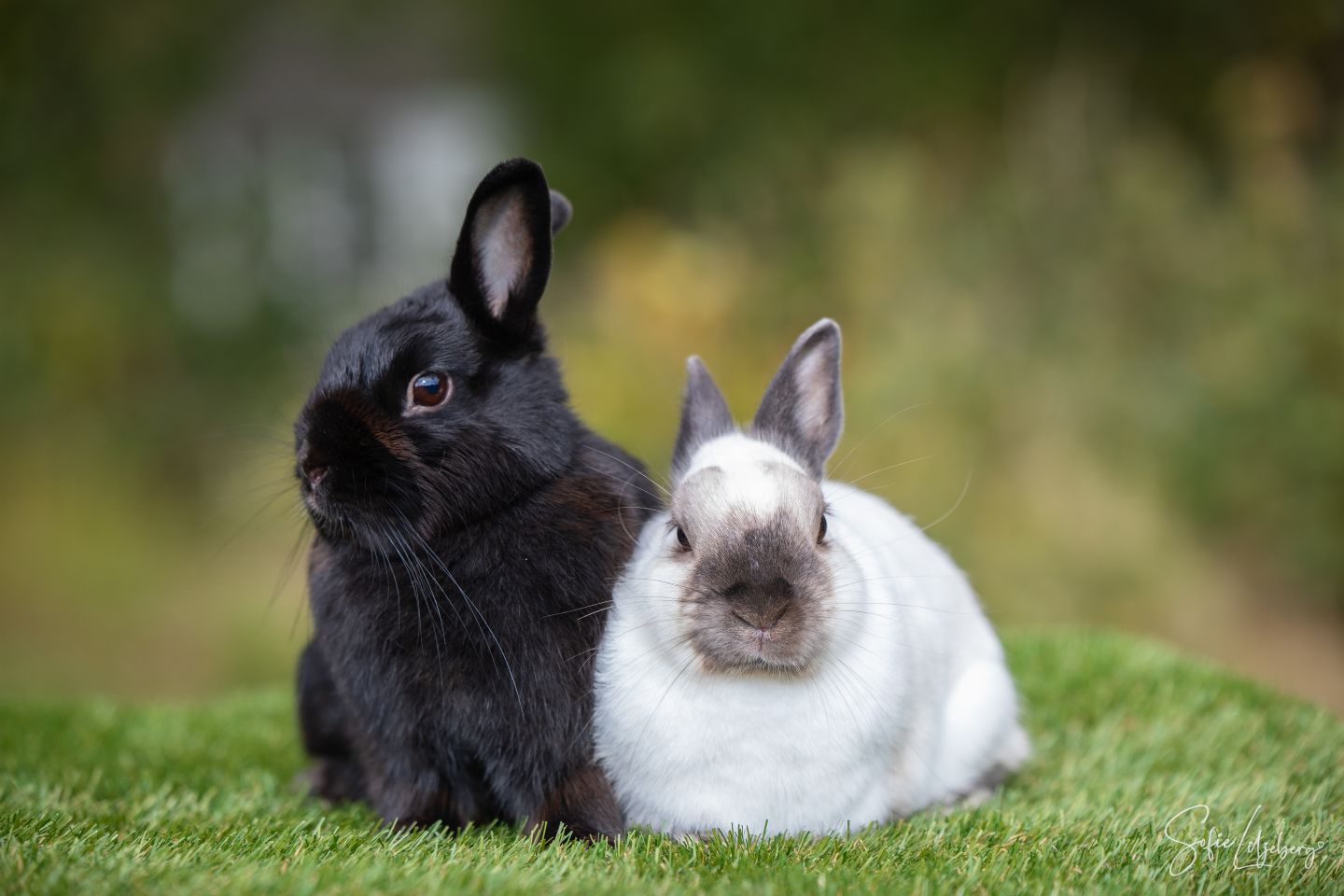 Doris & Harry (Kastrerad)