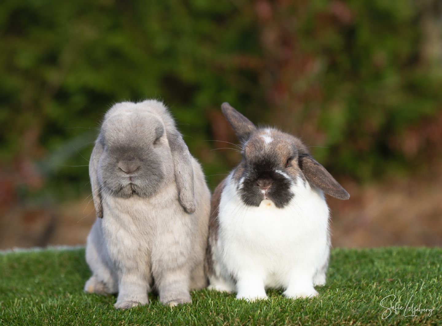 Iris & Stellan (Kastrerad)