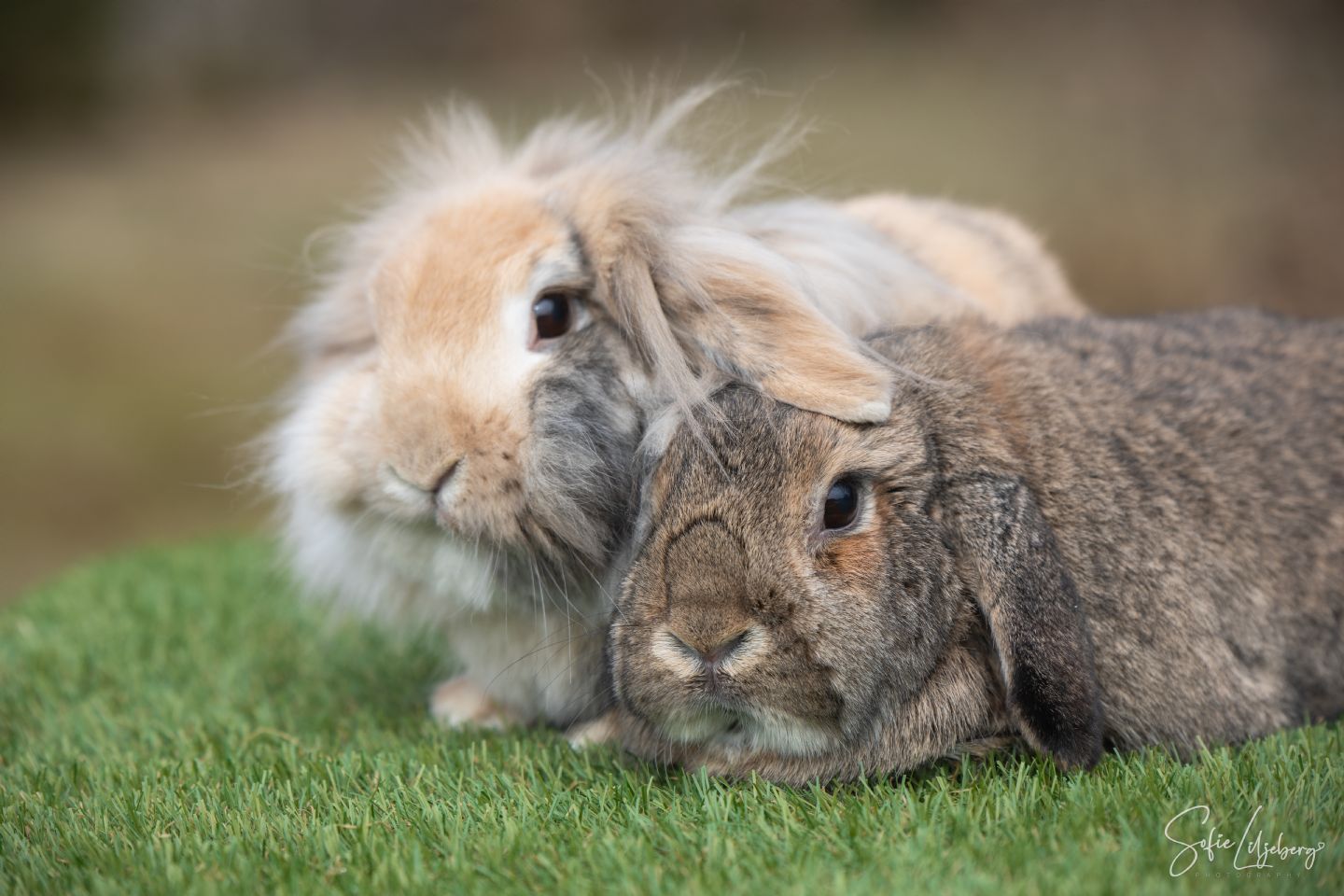 Nala & Rufus (Båda är kastrerade)