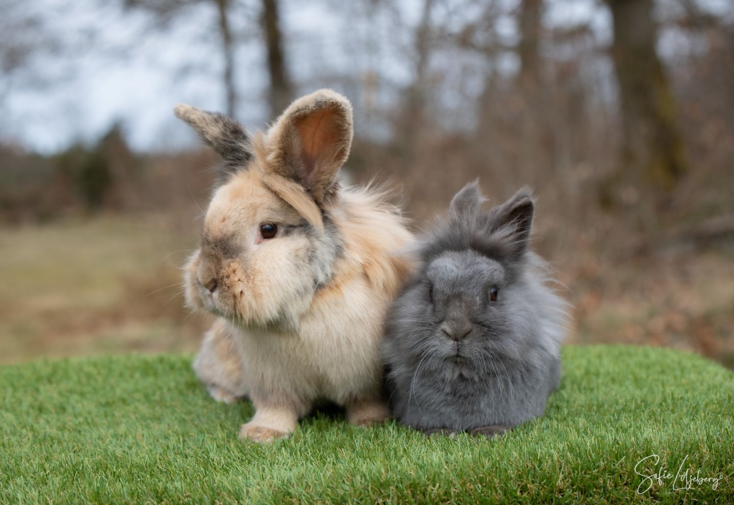 Paris & Ludde (kastrerad)