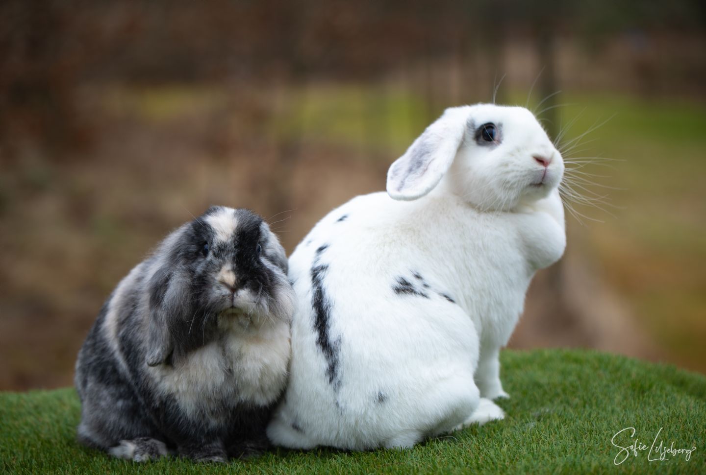 Pippi & Kaninis (kastrerad)