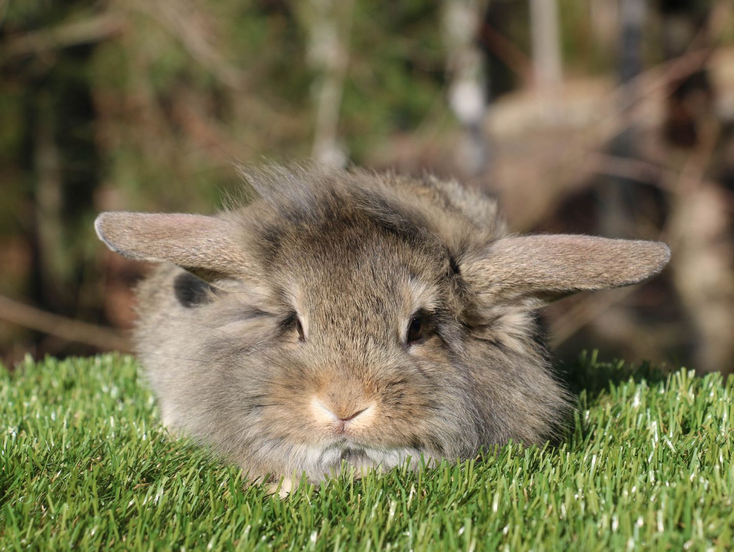 Ringo (Lejonhuvad dvärgvädur)