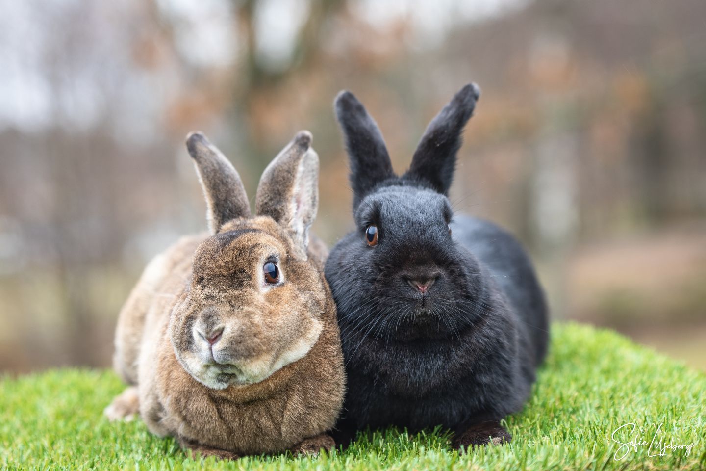 Snurran (Rexpälsad) & Ludde (Kastrerad)