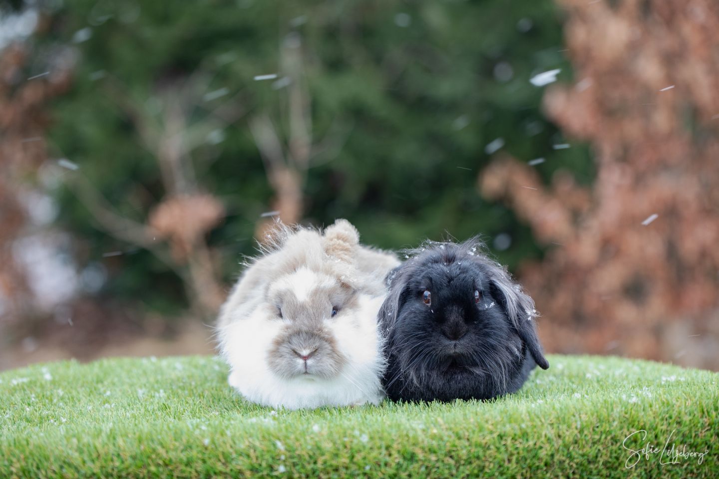 Sötnos & Popcorn (Kastrerad)