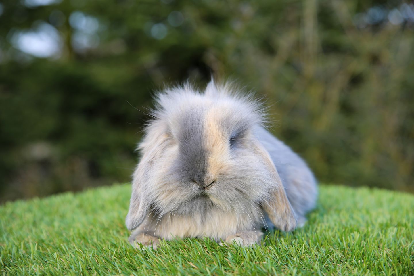 Stina (Lejonhuvad dvärgvädur - Enkelmanad)