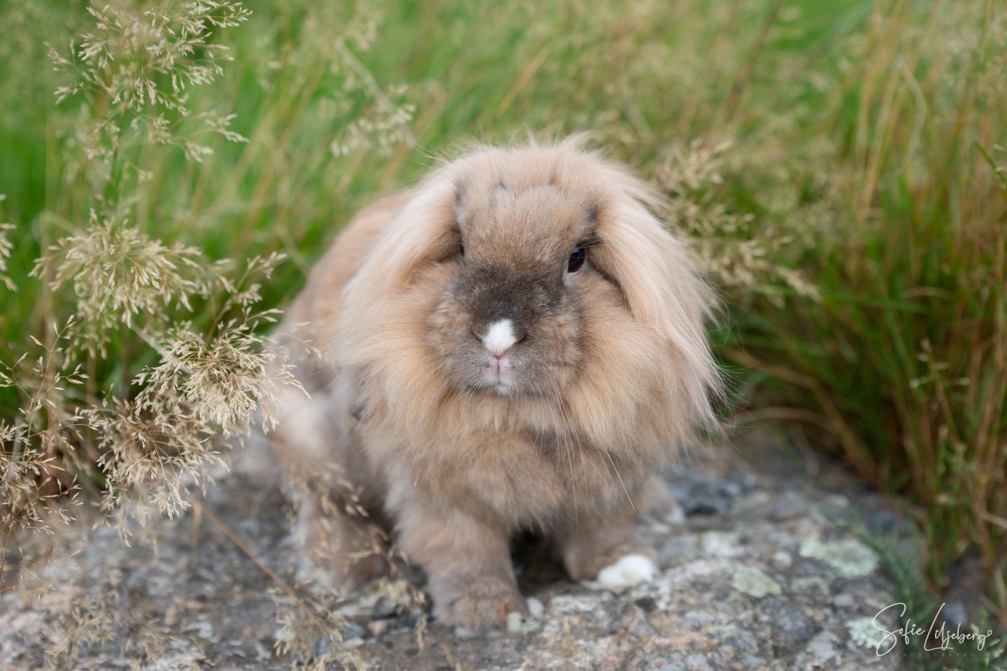 Teddy (Kastrerad)