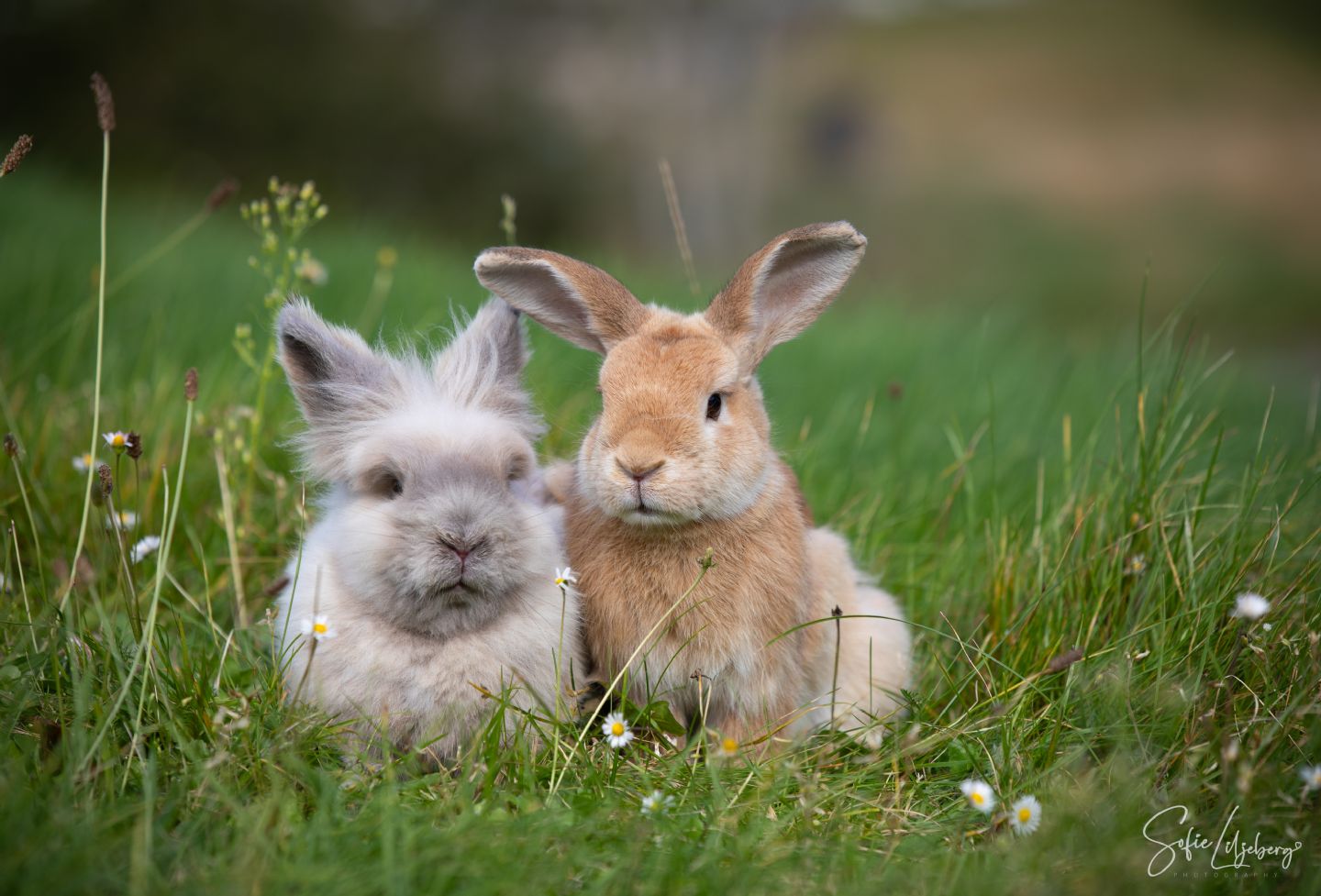 Tipzy & Lillemor (Kastrerade)