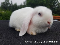 Teddytassens Pimpie