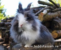 Amour Van Tobeysplace