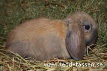 Andy
