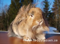 Teddytassens Bellan